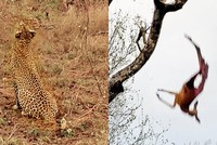 Báo hoa mai mẹ hết lòng chỉ dạy cách săn mồi, báo con đáp trả lại "hết hồn"