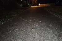 Trên đường về phát hiện ra những đốm sáng lấp lánh, cô gái "ngớ người" khi phát hiện ra sự thật