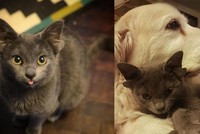 Chú mèo độc đáo có bốn cái tai, thích được chơi đùa cùng chó đang "tạo sóng" trên mạng xã hội