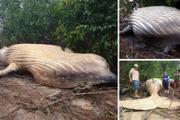 Kỳ án xác cá voi lưng gù hơn 10 tấn được tìm thấy trong rừng Amazon