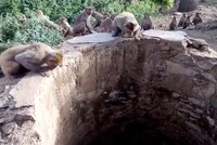 Dẹp qua ân oán, đàn khỉ góp phần cứu sống báo hoa mai một mạng