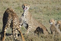 "Huynh đệ" báo săn và báo hoa mai tương tàn