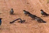 Tập hợp đàn chim nhỏ giận dữ "làm gỏi" con rắn cực độc