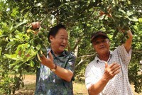 PGS.TS Nguyễn Lân Hùng ngỡ ngàng trước vườn cây mắc ca sai trĩu quả của ông Đặng Văn Khánh (Vĩnh Sơn, Vĩnh Thạnh, Bình Định)