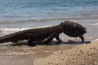 Sửng sốt loài sinh vật "mình rồng, đầu mai rùa" dạo chơi bên bờ biển