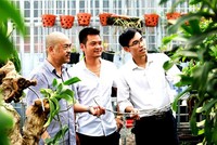 Trong thời gian thí điểm trung tâm dịch vụ nông nghiệp tại các huyện Chương Mỹ, Mê Linh và Thanh Trì, Sở Nông nghiệp và Phát triển nông thôn Hà Nội không thực hiện chức năng quản lý nhà nước về chăn nuôi và thú y, trồng trọt và bảo vệ thực vật trên địa bàn 3 huyện này. (Ảnh minh họa: Minh Thắng).