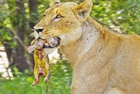 Hé lộ khoảnh khắc thiêng liêng của chúa tể rừng xanh