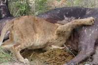 Tham ăn tục uống, vua sư tử kẹt cả đầu trong bụng trâu rừng