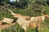 (Ảnh minh họa: Tường Quân/TTXVN)