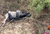 Tham ăn, cố nuốt con mồi, loài trăn lớn nhất châu Phi phải trả cái giá quá đắt