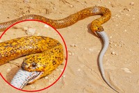 Hổ mang chúa Nam Phi thể hiện vị thế vua của các loài rắn độc