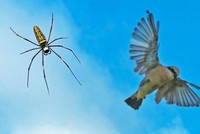 Vén màn bí ẩn tuyệt chiêu giăng "thiên la địa võng" săn đủ loài động vật của loài nhện khổng lồ Nephila 