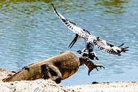 Chim bói cá "dội bom" tấn công liên tục khiến kỳ đà xây xẩm mặt mày