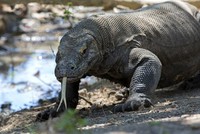 Tốc độ "khủng khiếp" của rồng Komodo khi truy đuổi con mồi