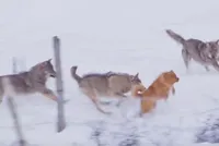 Điều kỳ diệu cứu sống chú chó nhỏ khỏi nanh vuốt của đàn sói xám