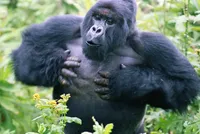 Tại sao chúng ta không bao giờ nên tự vỗ ngực trước mặt một con Gorilla