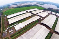 Toàn cảnh Cụm trang trại chăn nuôi bò sữa tập trung ứng dụng công nghệ cao lớn nhất châu Á