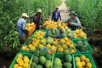 Ngẫm về dĩ vãng và tương lai xa