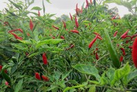 Bộ Công Thương: Thông tin Trung Quốc cấm nhập khẩu ớt từ Việt Nam là không chính xác