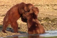 Nóng mắt trước hành động của "sửu nhi" bắt nạt kẻ yếu, gấu nâu Alaska ra tay hành động trượng nghĩa