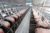 Nông nghiệp BaF Việt Nam (BAF): Tổng giám đốc vừa bán ra hơn 13,85 triệu cổ phiếu, không còn là cổ đông lớn