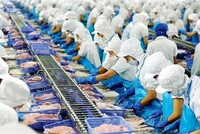 Vĩnh Hoàn (VHC) giảm kế hoạch lợi nhuận năm 2025