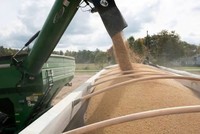 Giá phân bón đang đứng trước áp lực tăng giá