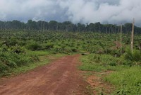 Sự suy thoái của rừng mưa lớn thứ hai thế giới có nguy cơ tác động tiêu cực tới ca cao