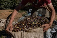 Brazil đẩy mạnh trồng cà phê robusta