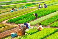 Đề xuất miễn thuế sử dụng đất nông nghiệp, trừ đất hoang hoá, sai mục đích
