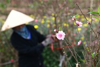 Đào nở sớm cách Tết cả tháng khiến người nông dân lao đao