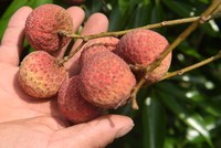 Đặc trưng của vải thiều Lục Ngạn là quả to tròn, vỏ chín có màu đỏ tươi, cùi vải dày, màu trắng trong, giòn, vị ngọt thanh và hạt nhỏ.