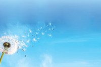 Hình ảnh hoa bồ công anh đầy ý nghĩa với thông điệp “Lan tỏa giá trị” xuyên suốt trong toàn bộ Báo cáo Phát triển bền vững 2015 của Tập đoàn Bảo Việt