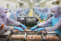 Chế biến thủy sản xuất khẩu Cà Mau vẫn tăng trưởng trong thử thách thiên tai và dịch bệnh