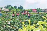Tham quan đầm sen, thưởng thức các sản phẩm từ sen là đặc trưng của du lịch Đồng Tháp