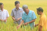 Tính đến cuối quý III/2021, Lộc Trời có quy mô tổng tài sản 8.143,9 tỷ đồng, tăng 17,7% so với đầu năm.