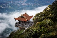 Hoa đỗ quyên nở rộ trên đỉnh Fansipan đúng dịp 30/4-1/5