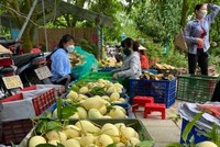 Đặc sản Xoài Cao Lãnh- Đồng Tháp đã và đang được khách hàng tín nhiệm cao