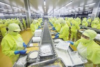 Doanh nghiệp xuất khẩu sang EU ngày càng chịu nhiều rào cản. Trong ảnh: Chế biến tôm xuất khẩu tại nhà máy thủy sản Minh Phú