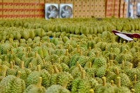 Xuất khẩu sầu riêng giảm mạnh đã kéo xuất khẩu toàn ngành rau quả đi xuống.