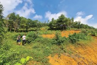 Trong giới đầu tư, tâm lý “sợ bỏ lỡ” luôn hiện hữu, vì vậy nhiều người dễ bị dẫn dụ bởi hình ảnh nườm nượp đi săn đất