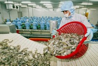 Tổng kim ngạch xuất khẩu thủy sản 5 tháng đầu năm đạt trên 4,34 tỷ USD, tăng 22% so với cùng kỳ 2024.