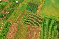 Hà Nội thực hiện mô hình chính quyền 2 cấp trong lĩnh vực nông nghiệp và môi trường