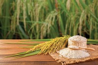 Biên lợi nhuận ngành gạo được kỳ vọng sẽ được cải thiện nhờ tập trung vào phân khúc chất lượng cao