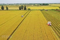 Việc tuyên truyền, đào tạo kỹ thuật và chính sách giảm phát thải cần được đẩy mạnh để mọi người dân, từ cán bộ quản lý đến nông dân trực tiếp sản xuất, đều hiểu rõ lợi ích kinh tế, xã hội của sản xuất nông nghiệp phát thải thấp.