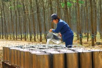 Giá cao su ở mức cao sẽ giúp duy trì đà tăng trưởng cho các doanh nghiệp trong ngành