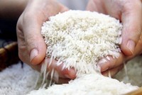 Gạo Việt ổn định trước biến động, “dân cứ có gạo là doanh nghiệp mua”