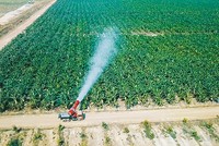 Cánh đồng sản xuất của HAGL Agrico - một doanh nghiệp đã thực hiện soát xét tài chính bán niên 2025. Ảnh: Minh Thi