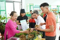Sâm Ngọc Linh trở thành cây chủ lực của ngành dược liệu thành phố Đà Nẵng.