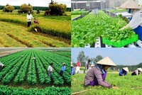 Chính phủ ban hành Nghị định mới về Quỹ hỗ trợ phát triển hợp tác xã.